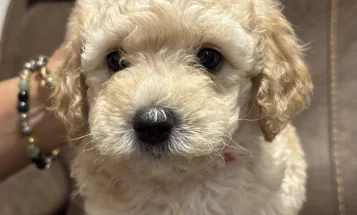 Mixed Breed