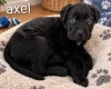 Mixed Breed