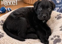 Puppy 4