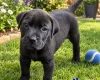 Mixed Breed