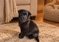 Puppy 8