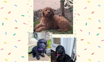 Mixed Breed