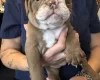 English Bulldog