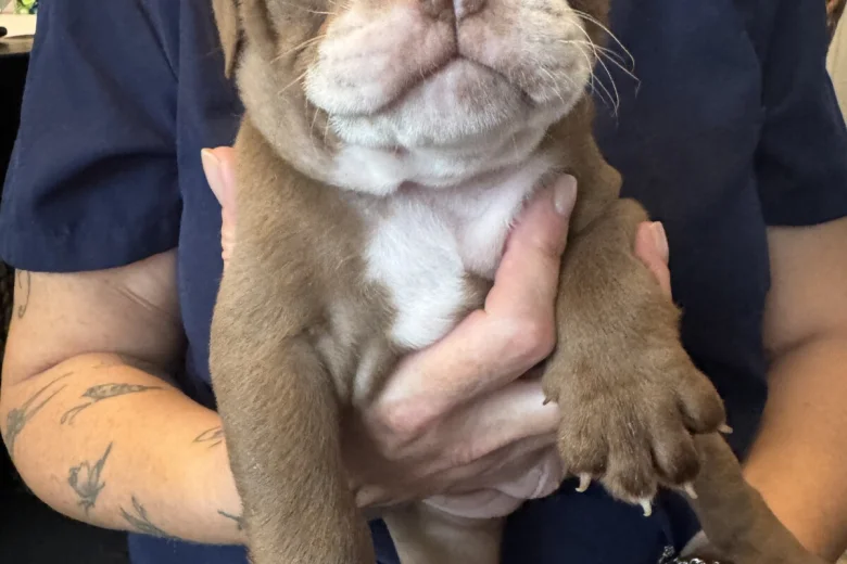 English Bulldog