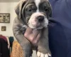 English Bulldog