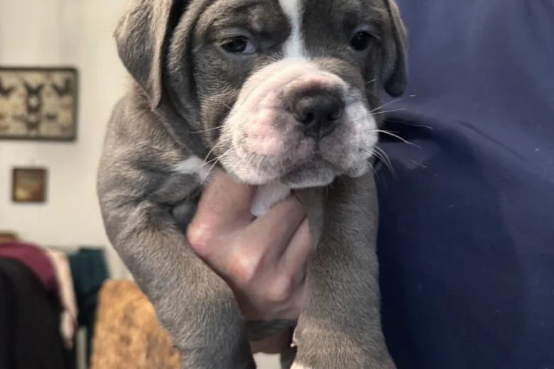 English Bulldog