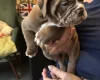 English Bulldog