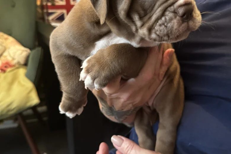 English Bulldog