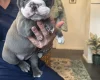 English Bulldog