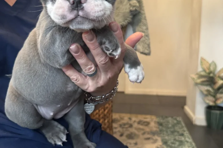 English Bulldog