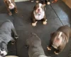 English Bulldog