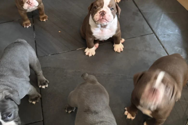 English Bulldog