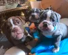 English Bulldog