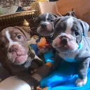 English Bulldog