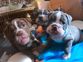 English Bulldog