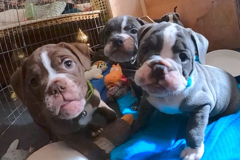 English Bulldog