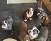 English Bulldog