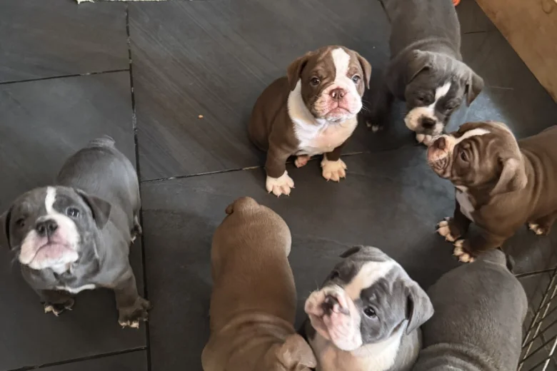 English Bulldog