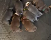 English Bulldog