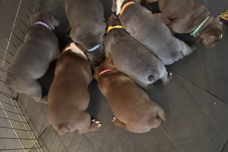 English Bulldog