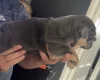 Dorset Olde Tyme Bulldogge