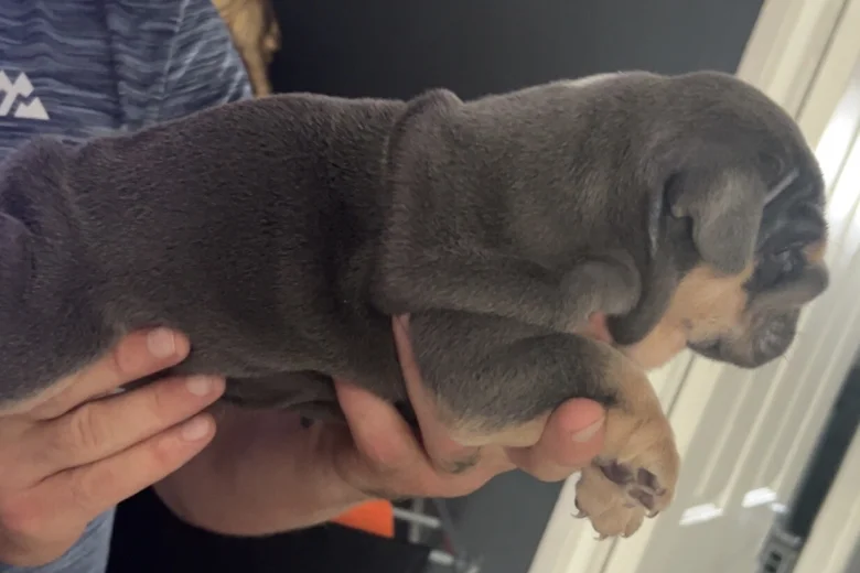 Dorset Olde Tyme Bulldogge
