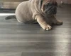 Dorset Olde Tyme Bulldogge