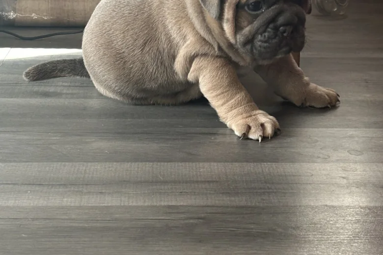 Dorset Olde Tyme Bulldogge