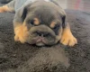 Dorset Olde Tyme Bulldogge