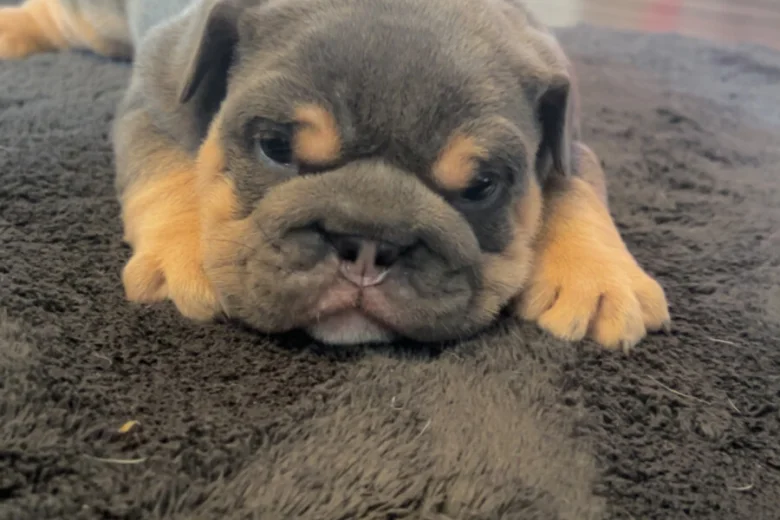 Dorset Olde Tyme Bulldogge