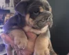 Dorset Olde Tyme Bulldogge