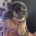 Dorset Olde Tyme Bulldogge