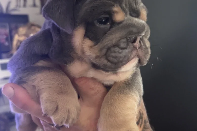 Dorset Olde Tyme Bulldogge