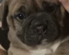 Dorset Olde Tyme Bulldogge
