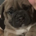 Dorset Olde Tyme Bulldogge