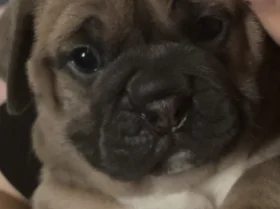 Dorset Olde Tyme Bulldogge