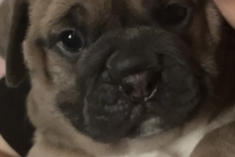 Dorset Olde Tyme Bulldogge