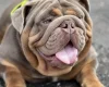 English Bulldog