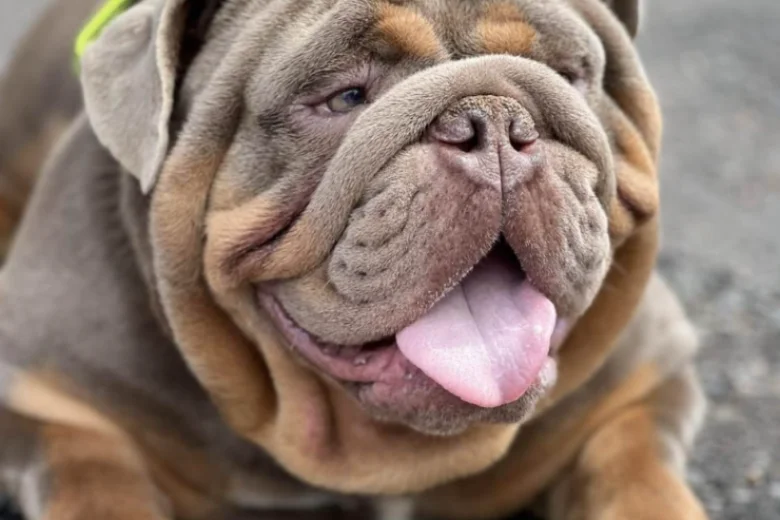 English Bulldog
