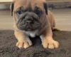Dorset Olde Tyme Bulldogge