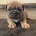 Dorset Olde Tyme Bulldogge