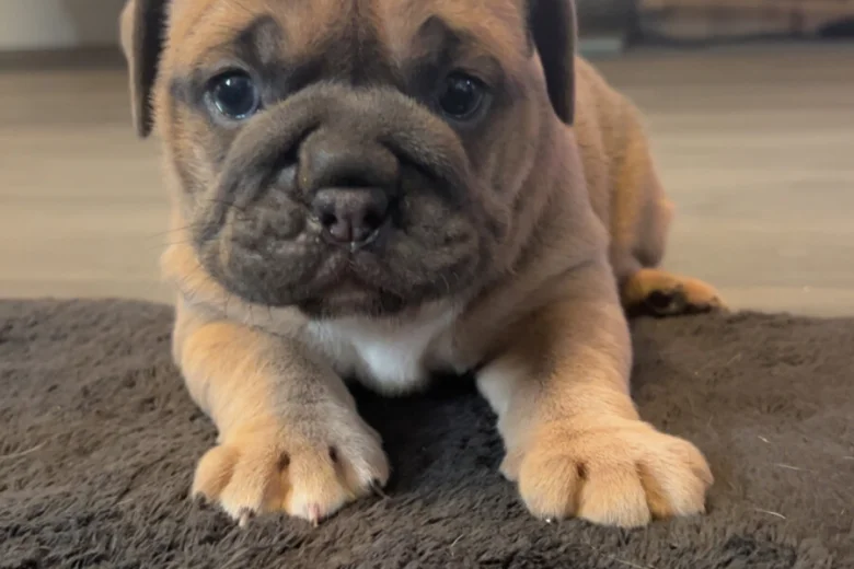 Dorset Olde Tyme Bulldogge