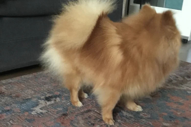 Pomeranian
