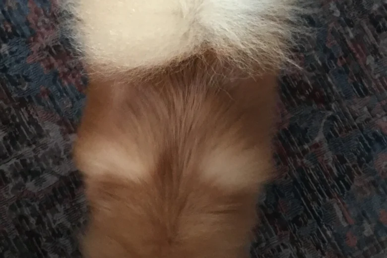 Pomeranian