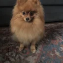 Pomeranian