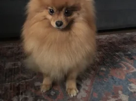 Pomeranian