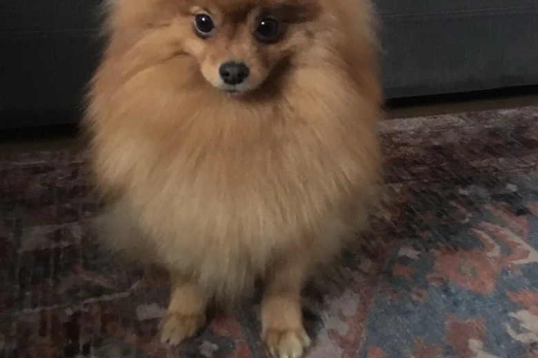 Pomeranian