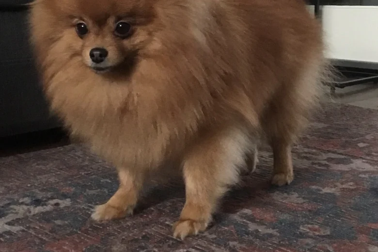 Pomeranian