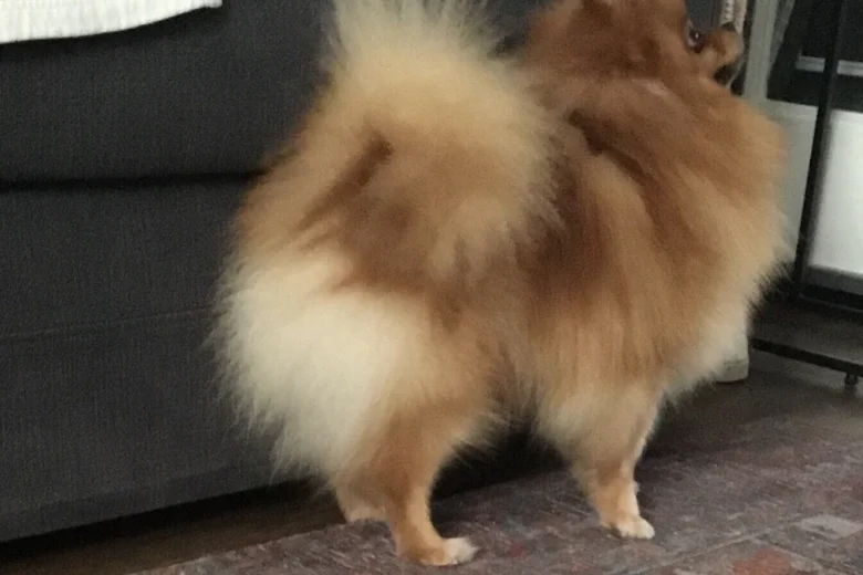Pomeranian