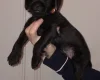 Patterdale Terrier